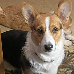 Gypsy, Pembroke Welsh Corgi from Windy Mountain Kennels, NY