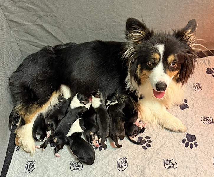 Pembroke Welsh Corgi puppies from Windy Mountain Corgis, New York